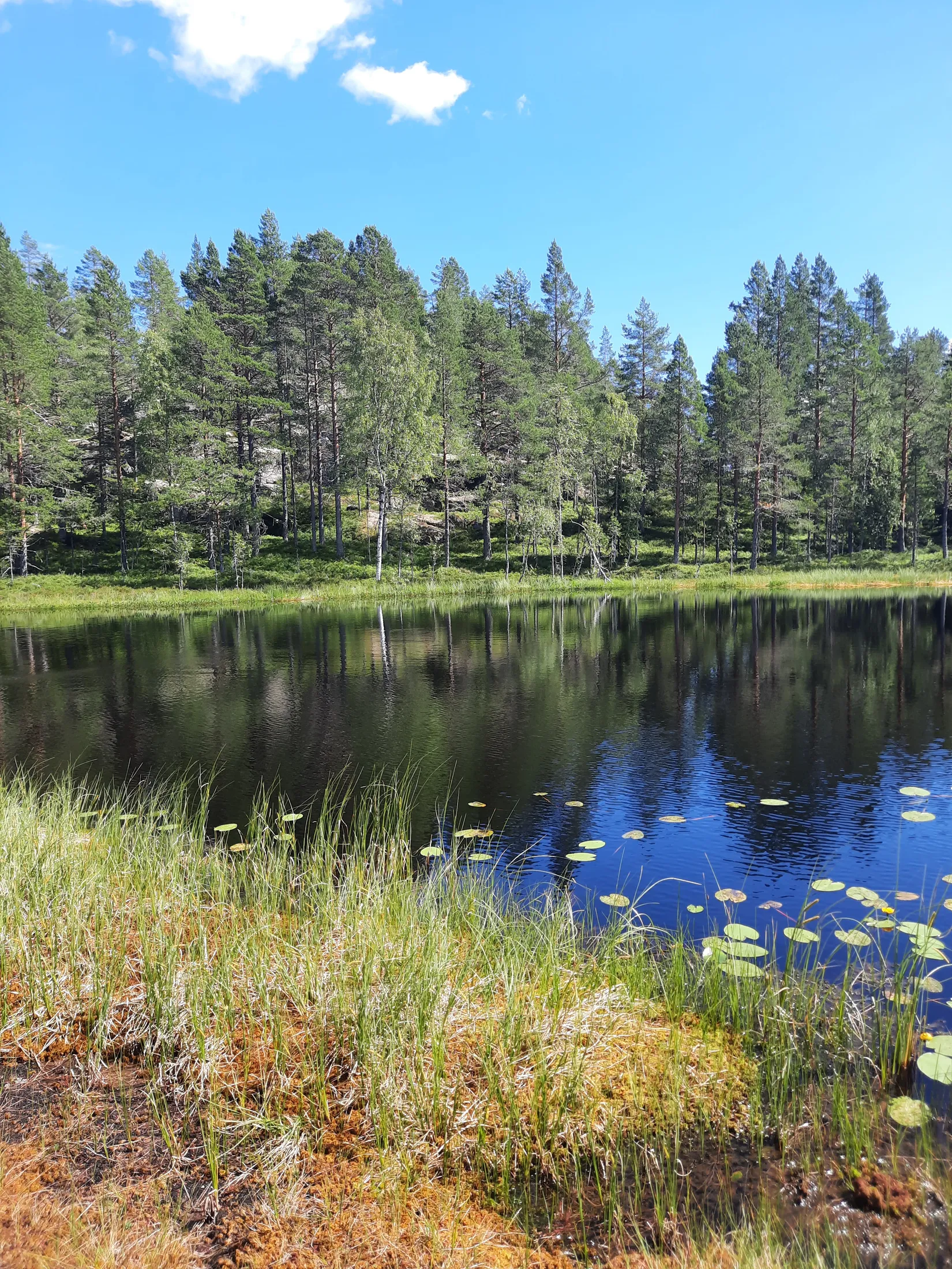 Gård/Skog, Flärke 235, Örnsköldsvik