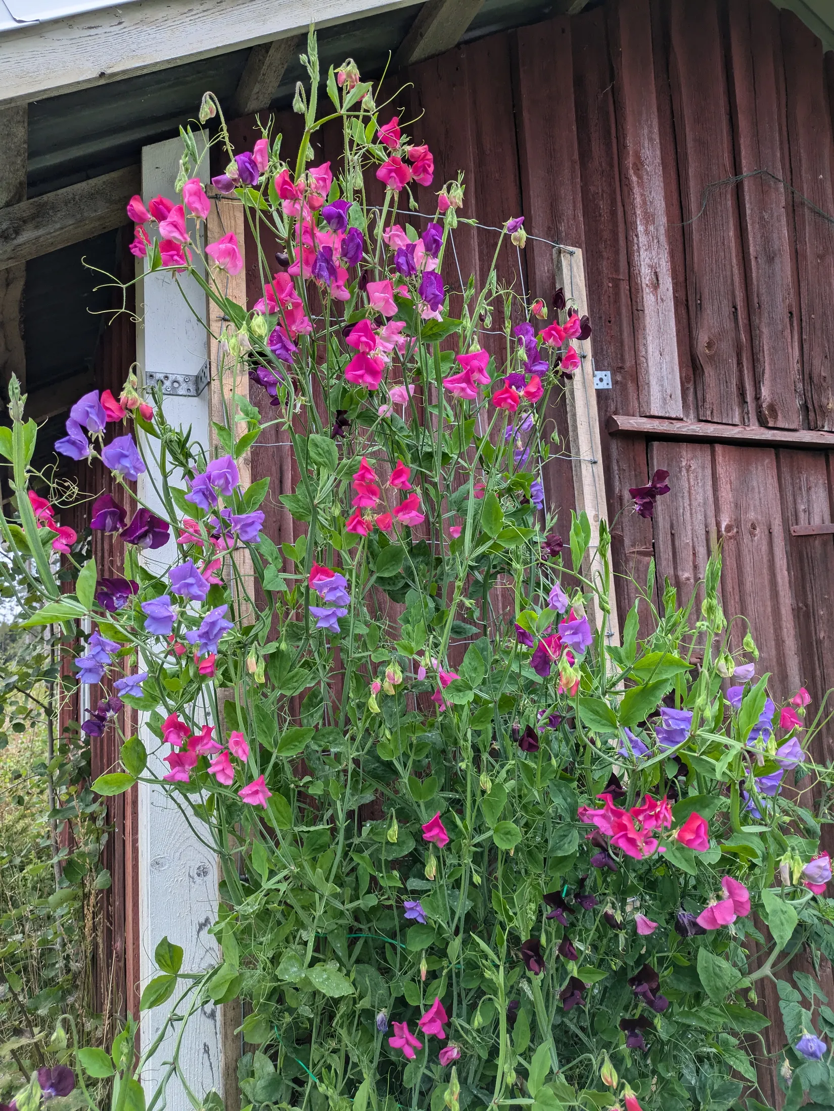 Gård/Skog, Flärke 235, Örnsköldsvik