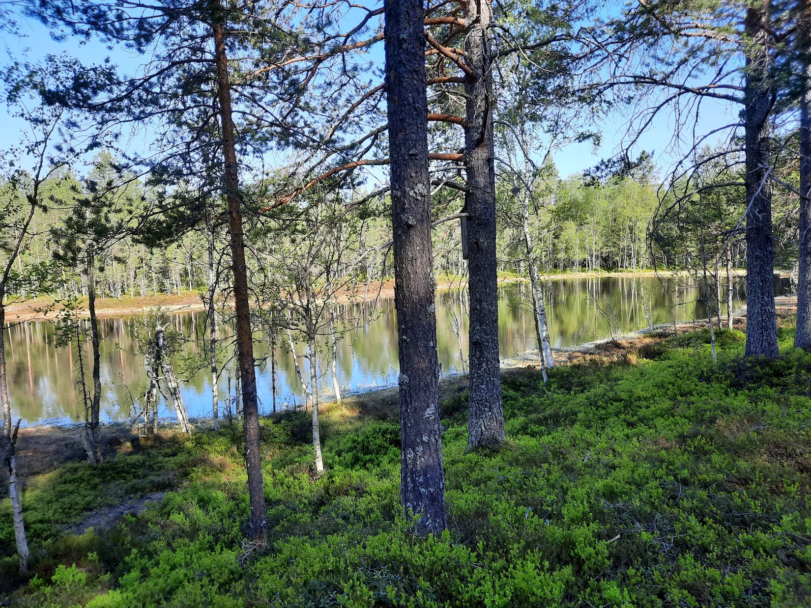 Gård/Skog, Flärke 235, Örnsköldsvik