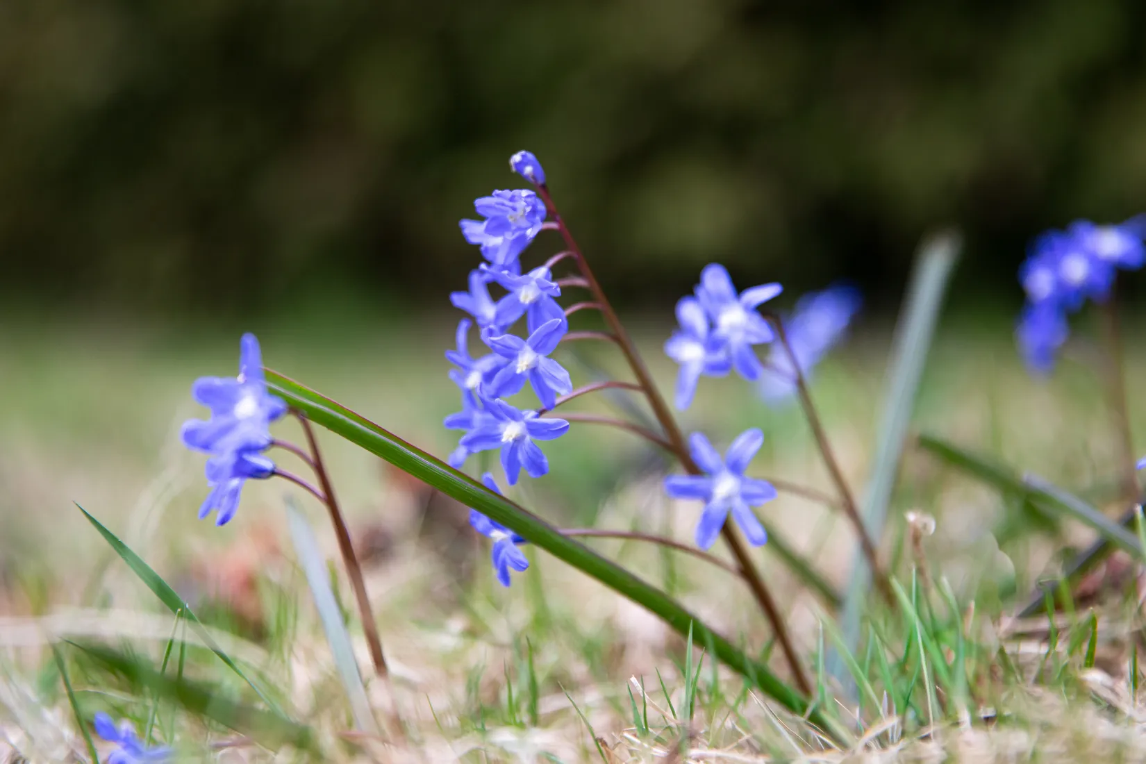 Villa, Radhus, Hästskovägen 1, Mariedal, Vänersborg