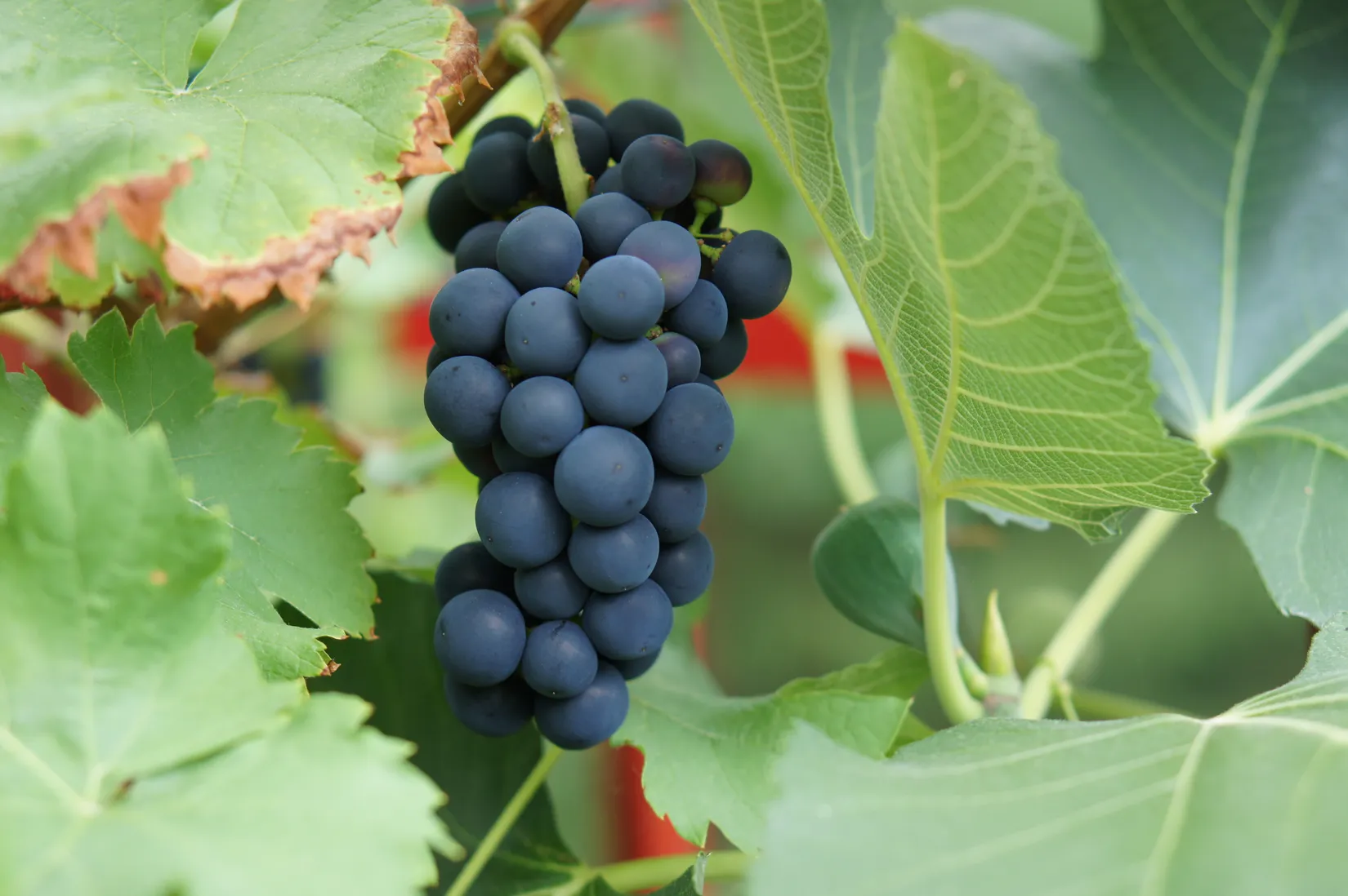 Fritidshus, Gäddvägen 13, Svinsjö Gård, Gnesta