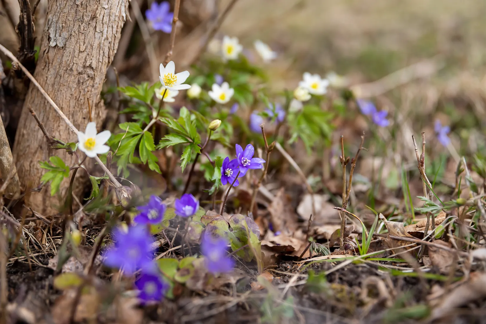 Villa, Gålarmora Mångsholmen 128, Österbybruk, Östhammar