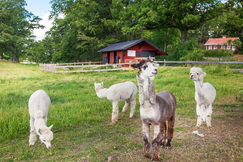 Bostadsrätt, Ängsviksvägen 10B, Värmdö - Ängsvik, Värmdö