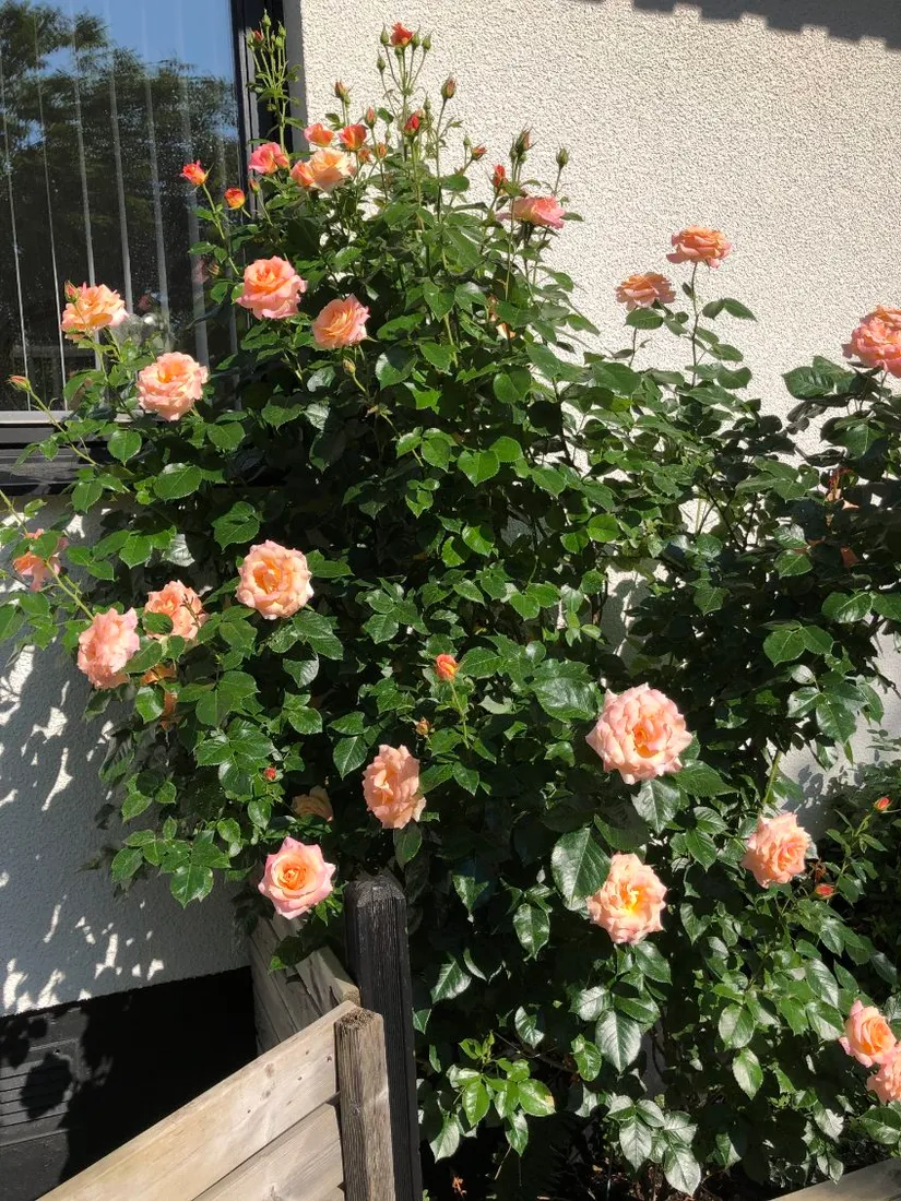 Villa, Skogsåkersvägen 3, Husie, Malmö