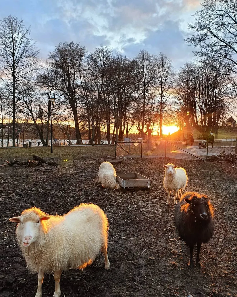Bostadsrätt, Karolinagatan 7, Huvudsta, Solna