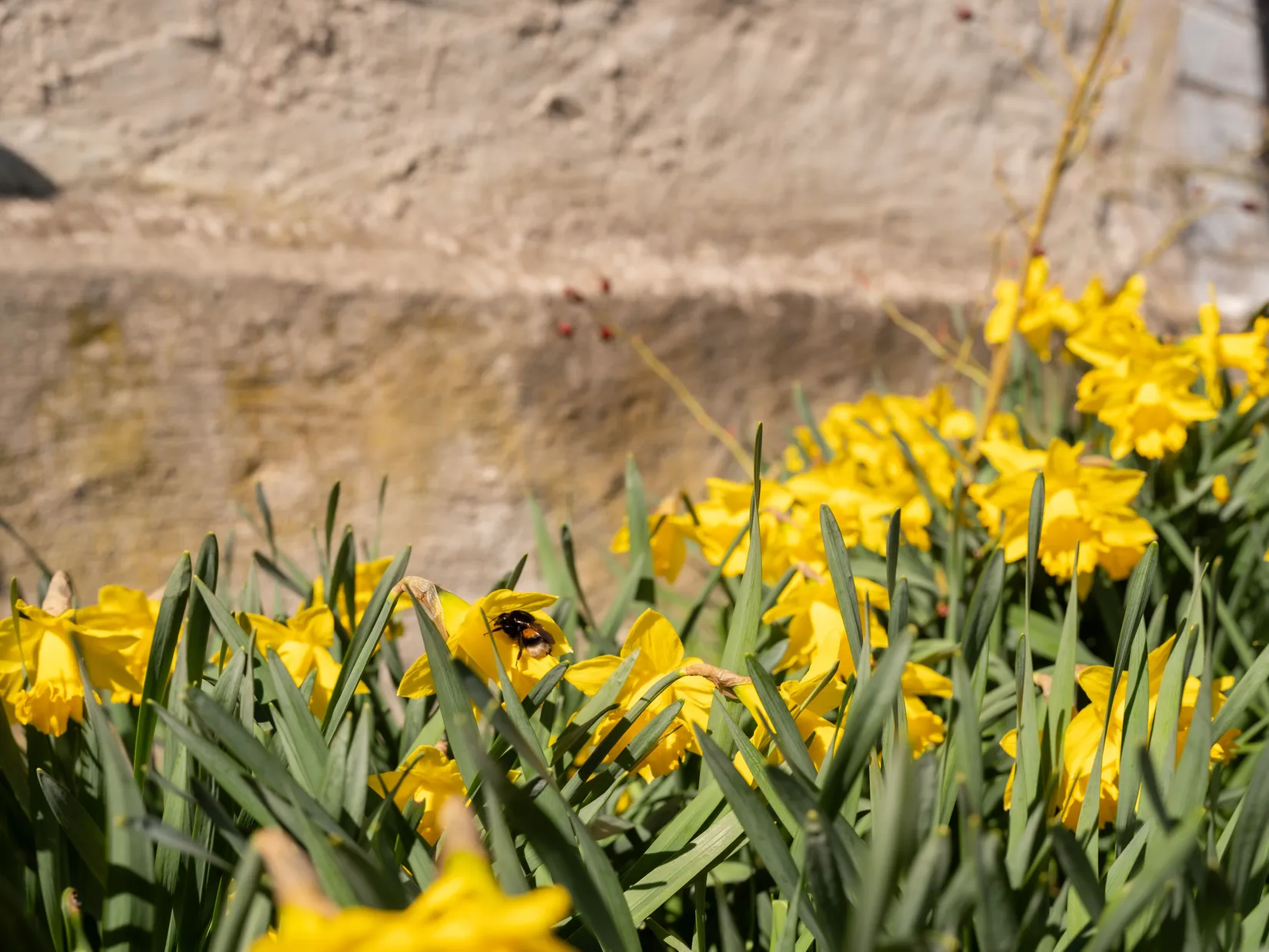 Gård/Skog, Silte Rikvide 143, Gotland
