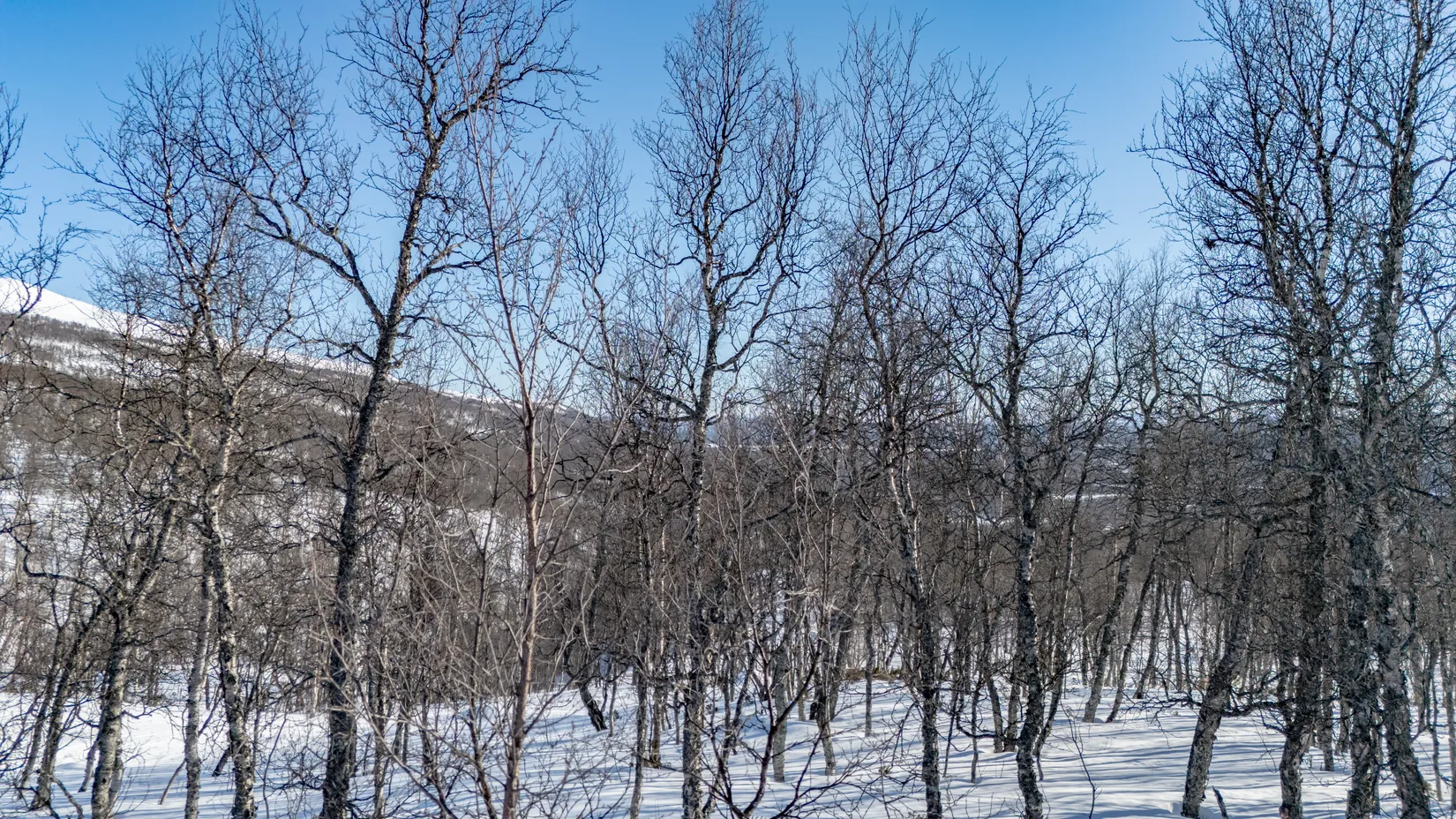 Tomt, Forsfallet-FF01, Hemavan/Birke, Storuman