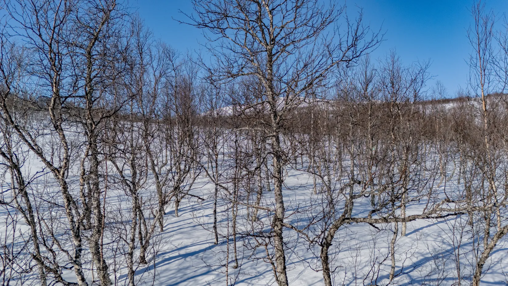 Tomt, Forsfallet-FF02, Hemavan/Birke, Storuman