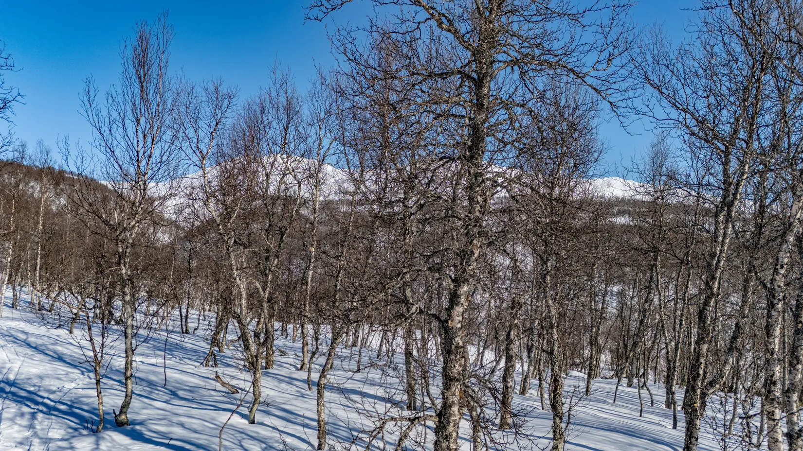 Tomt, Forsfallet-FF02, Hemavan/Birke, Storuman