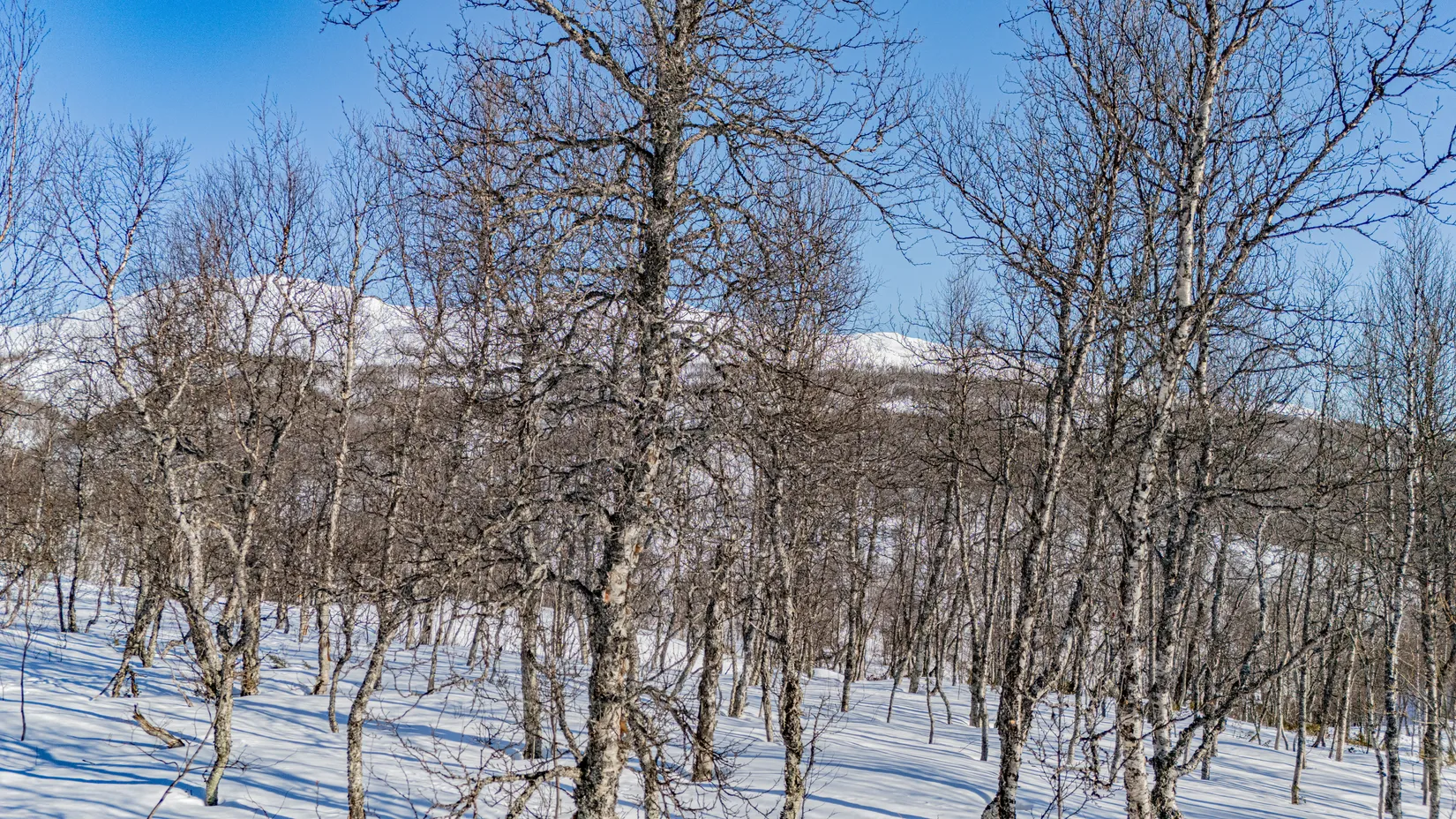 Tomt, Forsfallet-FF02, Hemavan/Birke, Storuman