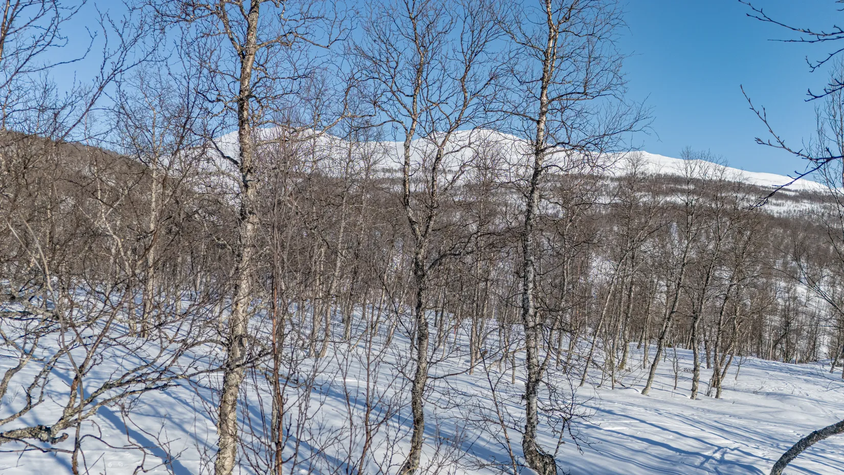 Tomt, Forsfallet-FF03, Hemavan/Birke, Storuman