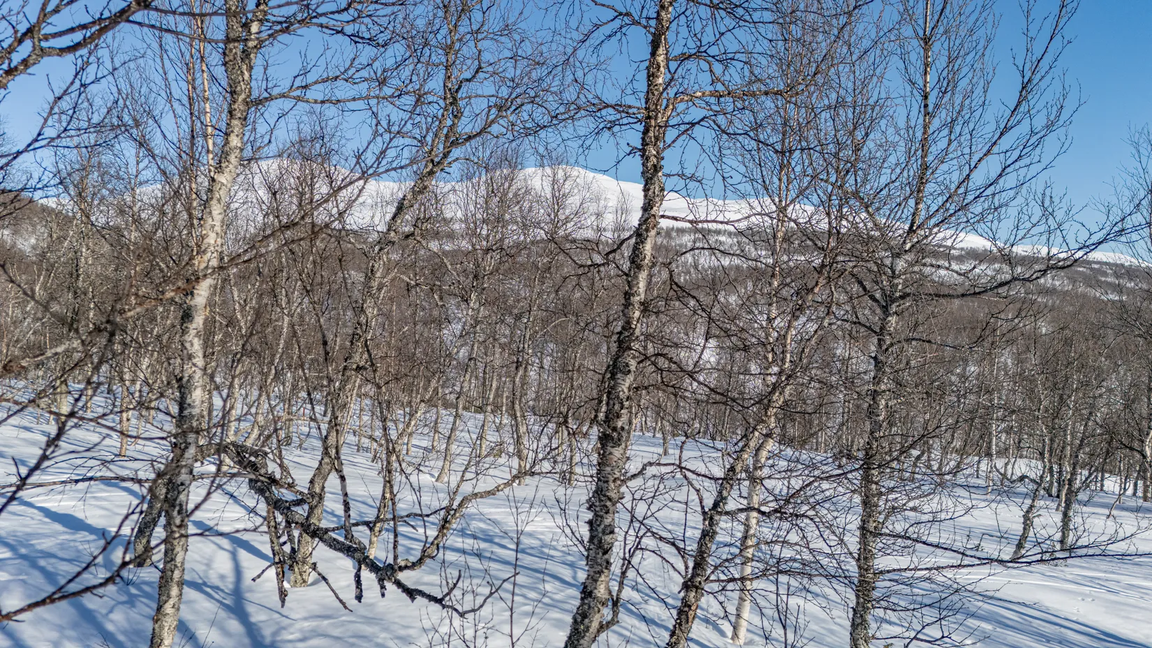 Tomt, Forsfallet-FF03, Hemavan/Birke, Storuman