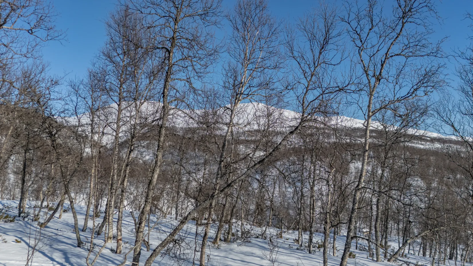 Tomt, Forsfallet-FF04, Hemavan/Birke, Storuman