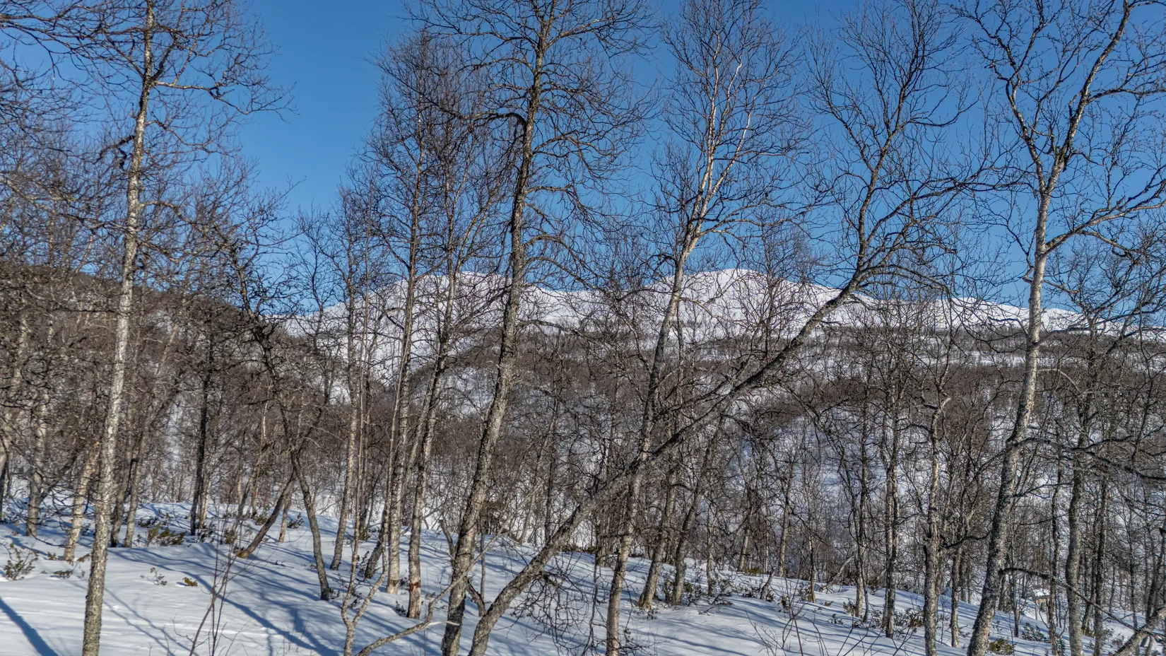 Tomt, Forsfallet-FF04, Hemavan/Birke, Storuman