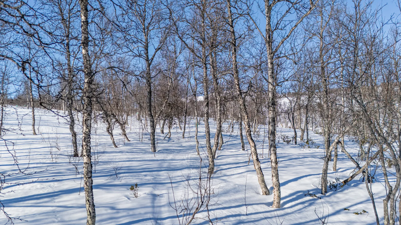 Tomt, Forsfallet-FF04, Hemavan/Birke, Storuman