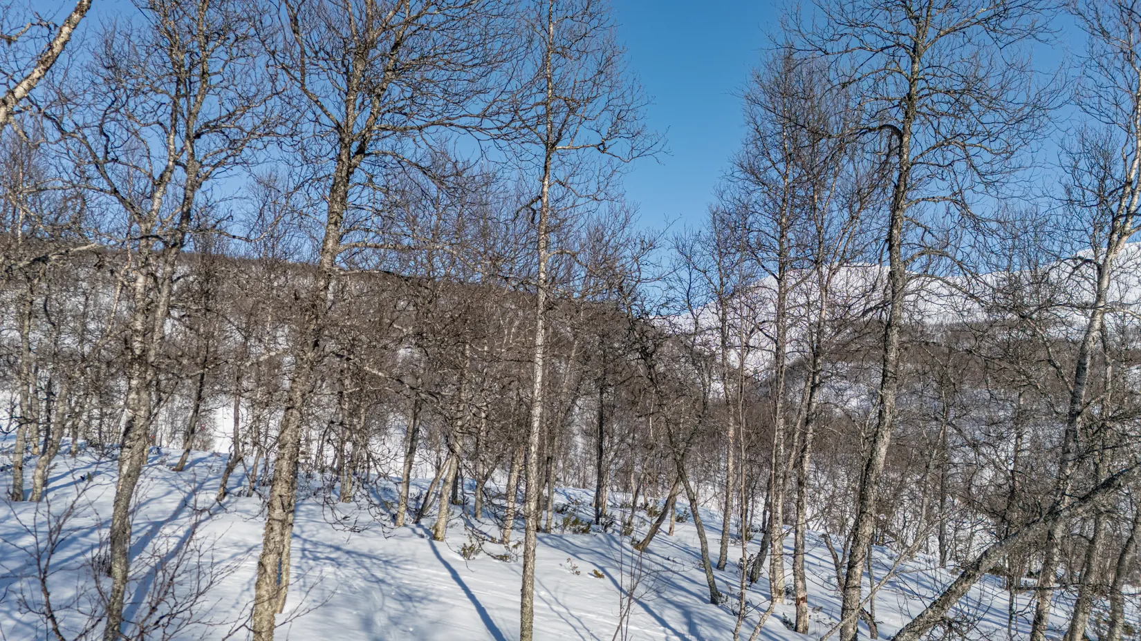 Tomt, Forsfallet-FF04, Hemavan/Birke, Storuman