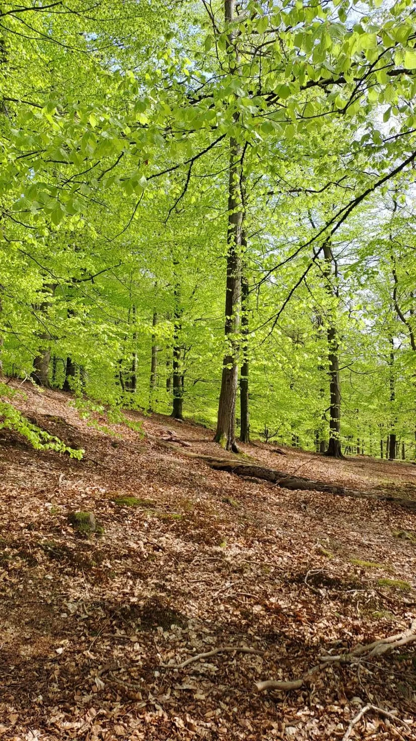 Villa, Krika skog 2228M, Krika skog, Klippan