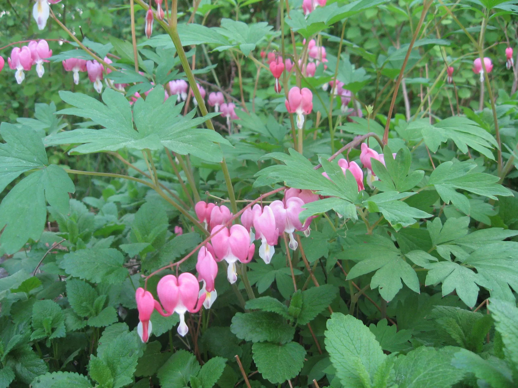 Bostadsrätt, Sidensvansvägen 83, Sjöberg, Sollentuna