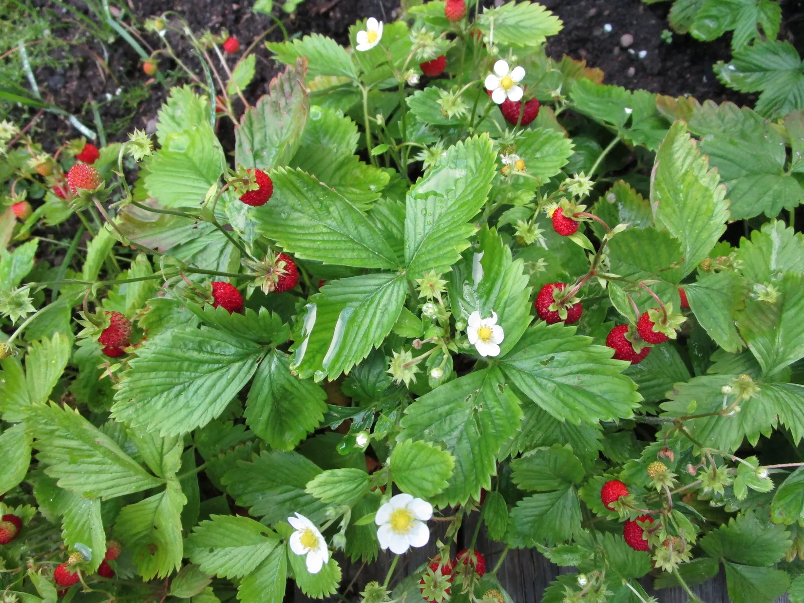 Bostadsrätt, Sidensvansvägen 83, Sjöberg, Sollentuna