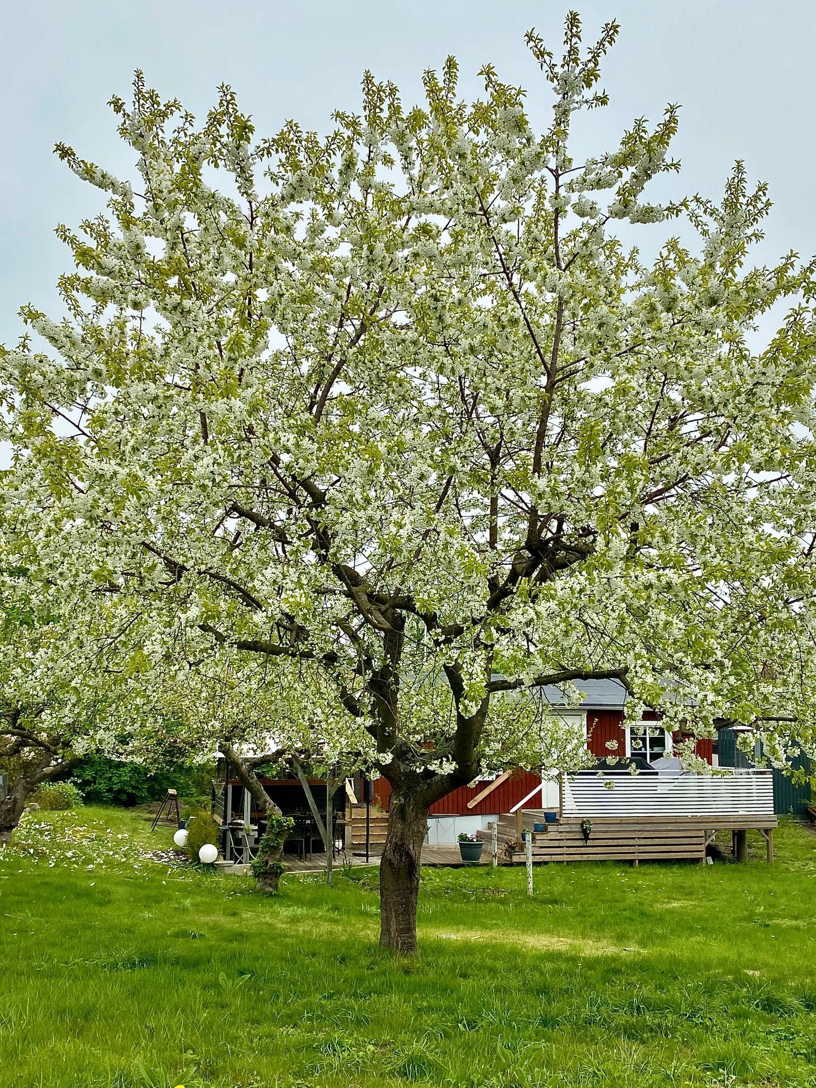 Övrigt, Konvaljestigen 3, Citadellets koloniområde, Landskrona