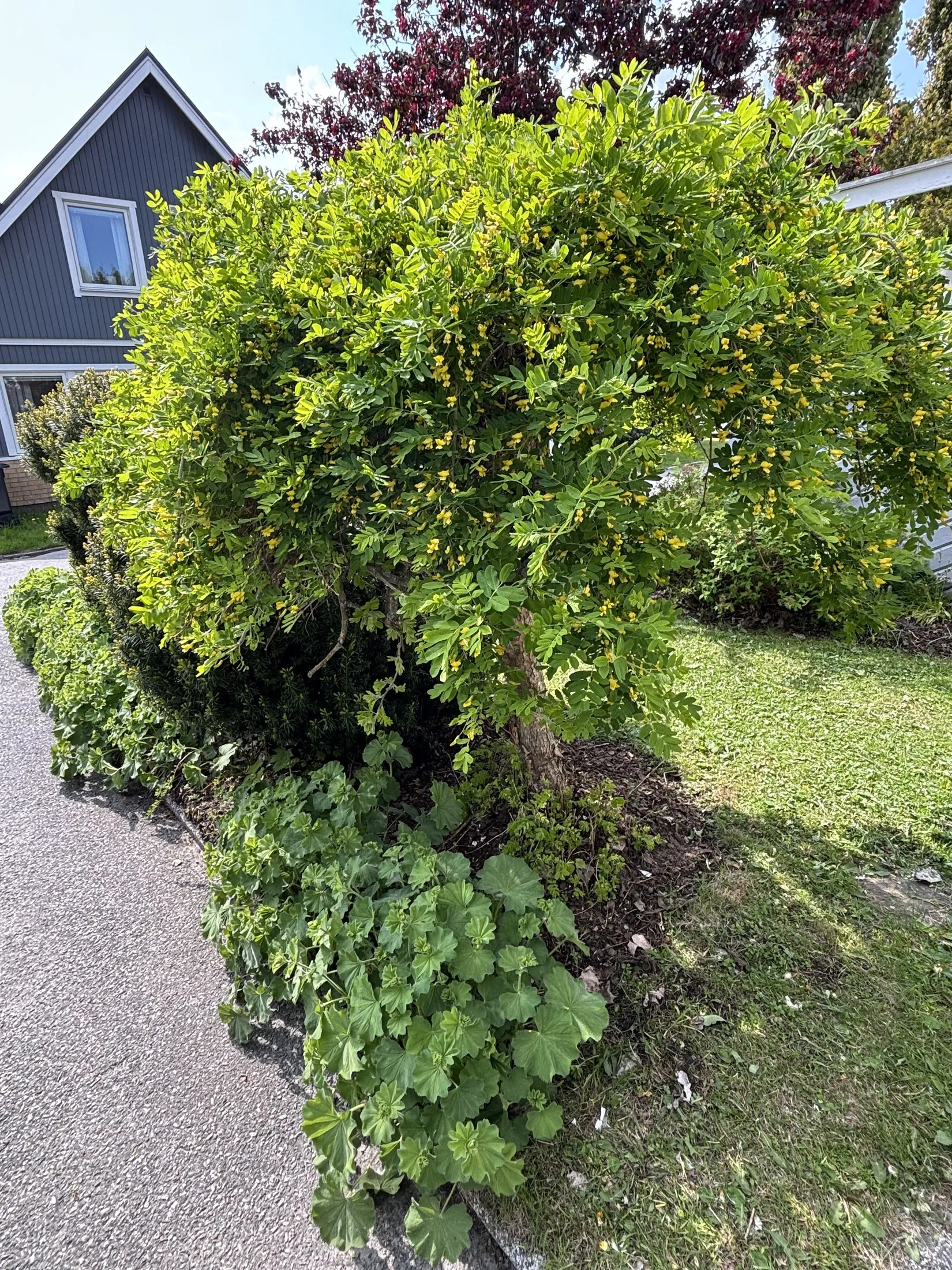 Radhus, Flöjtgatan 17, Gånsvik, Härnösand