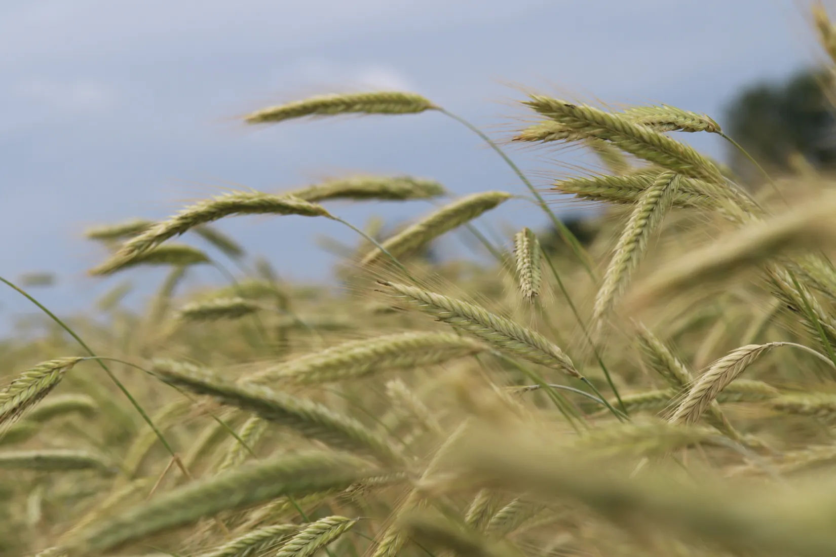 Gård/Skog, Hassle Klövhus, Stehag, Eslöv