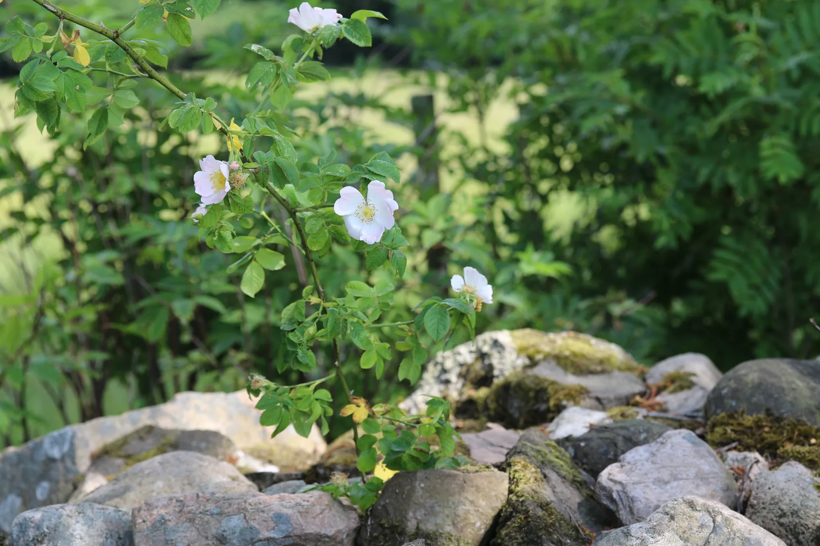 Gård/Skog, Hassle Klövhus, Stehag, Eslöv