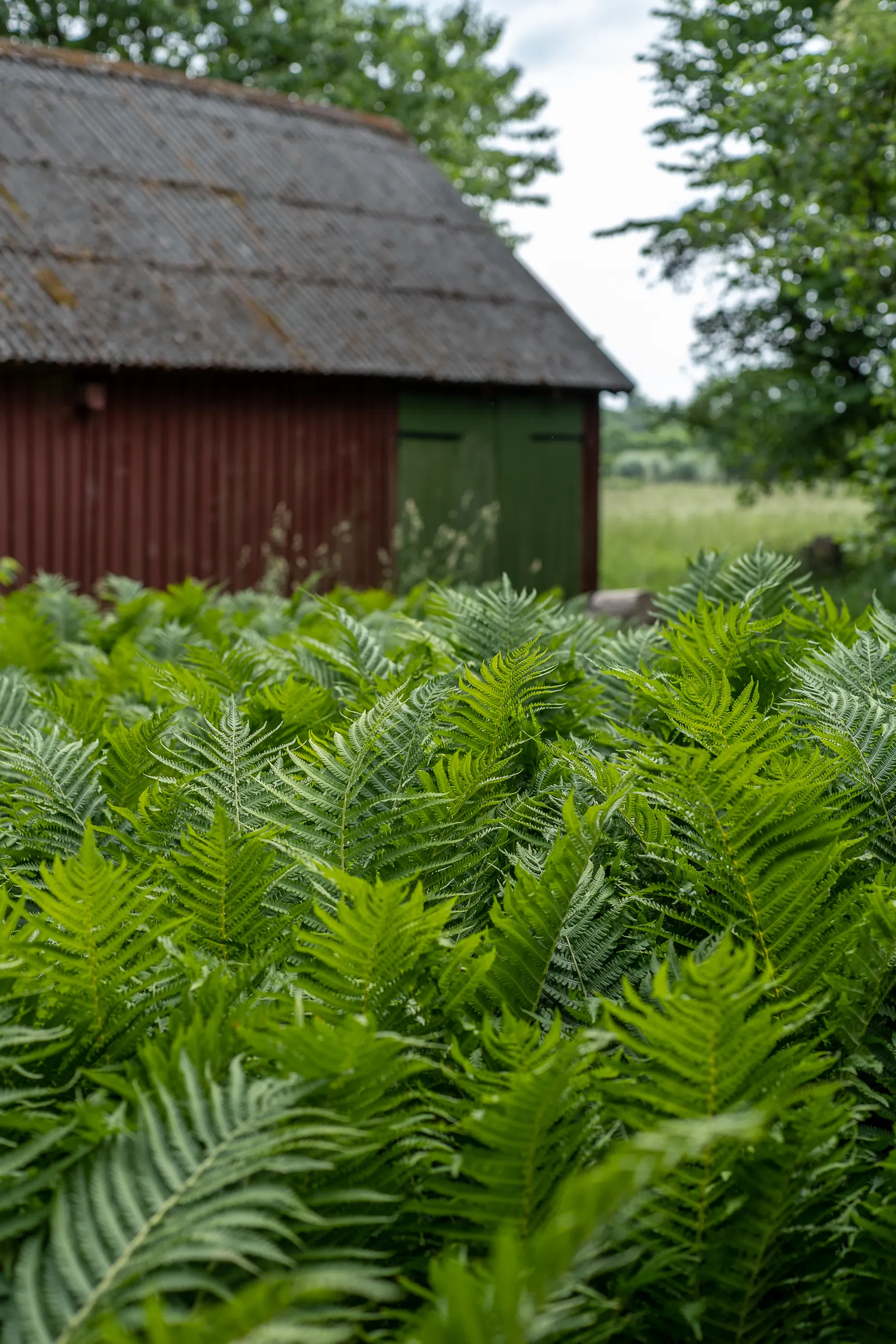 Gård/Skog, Hassle Klövhus, Stehag, Eslöv