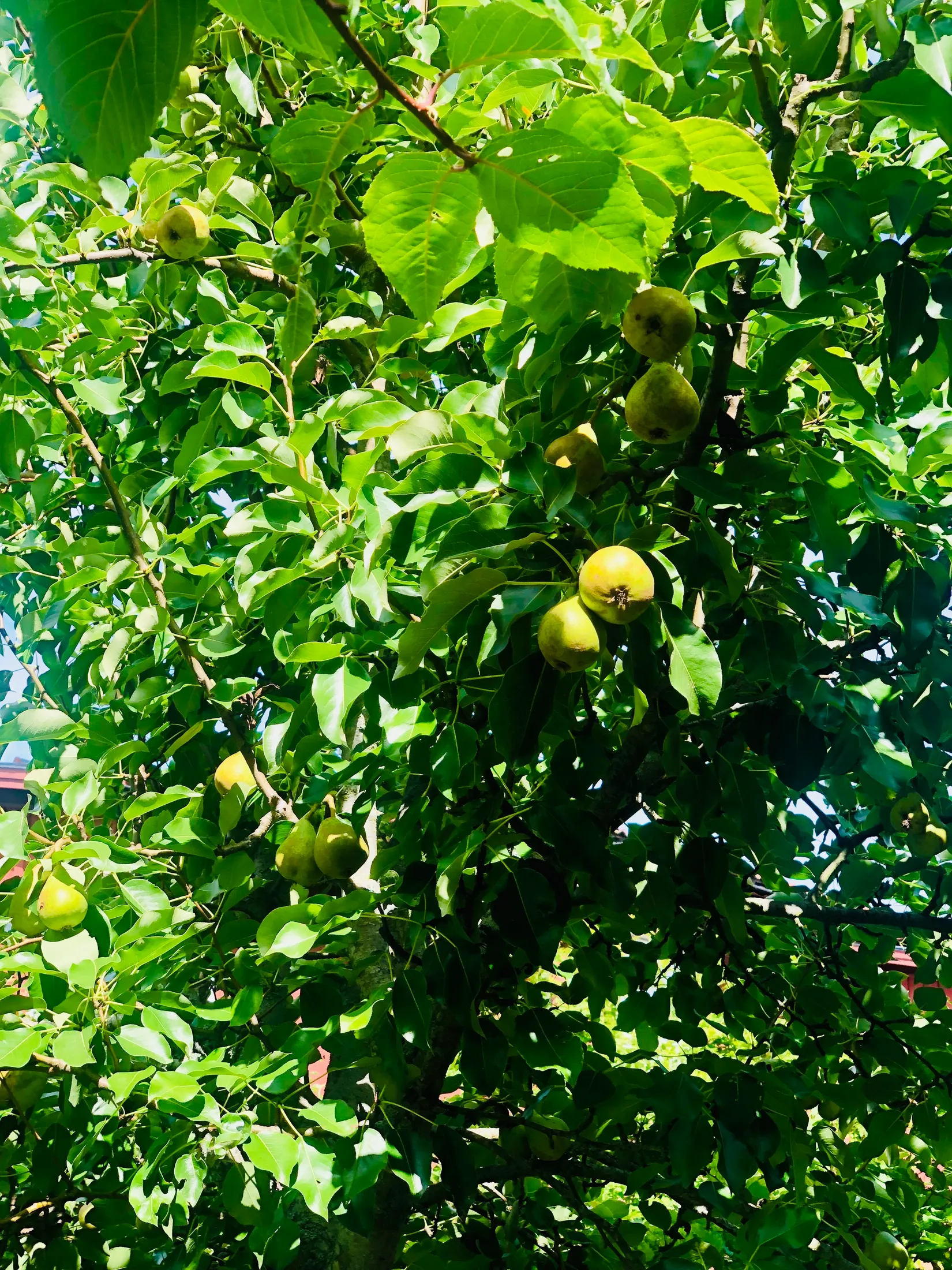 Radhus, Enbacksvägen 6, Pilsbo, Sigtuna