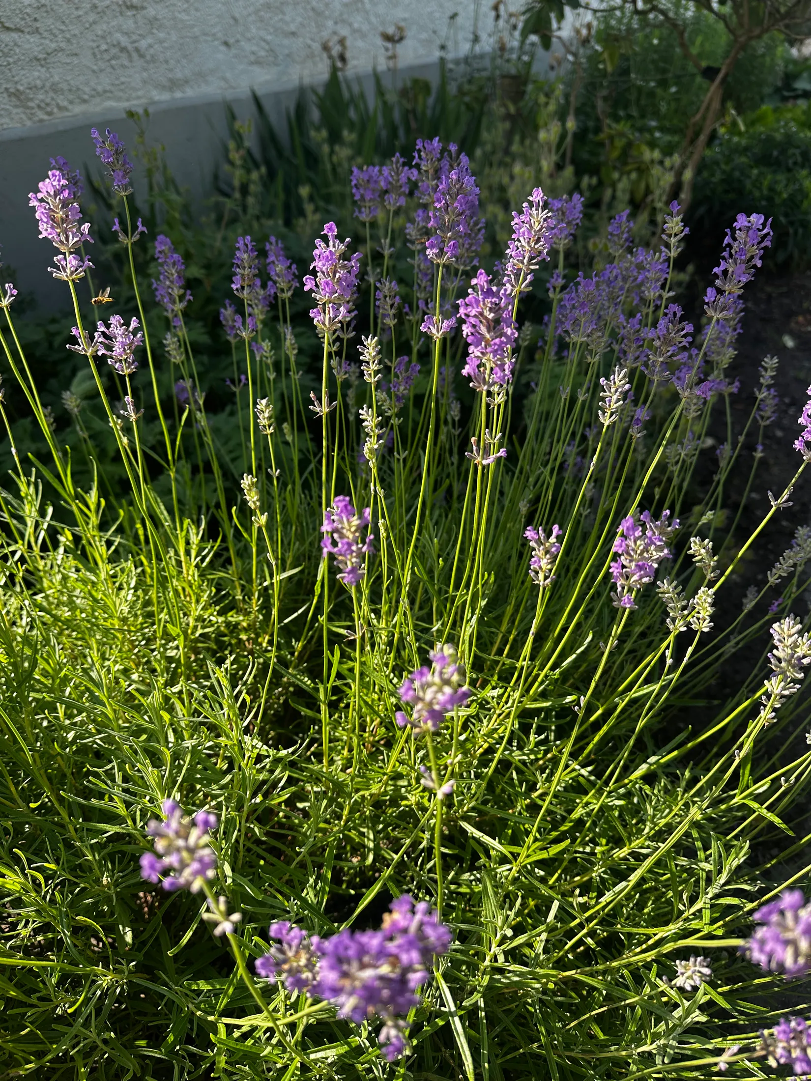 Villa, Kullavägen 16, Åkarp, Burlöv