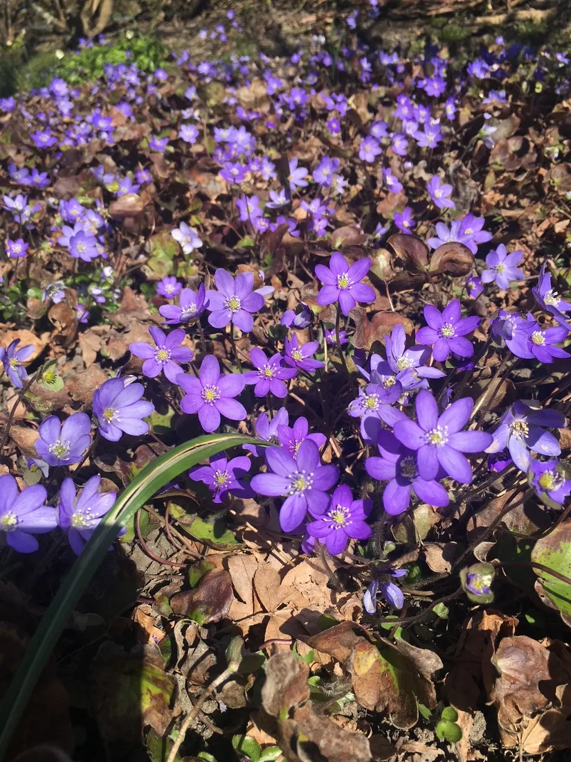 Villa, Radhus, Pärt-Antons gata 55, Påvelund, Göteborg