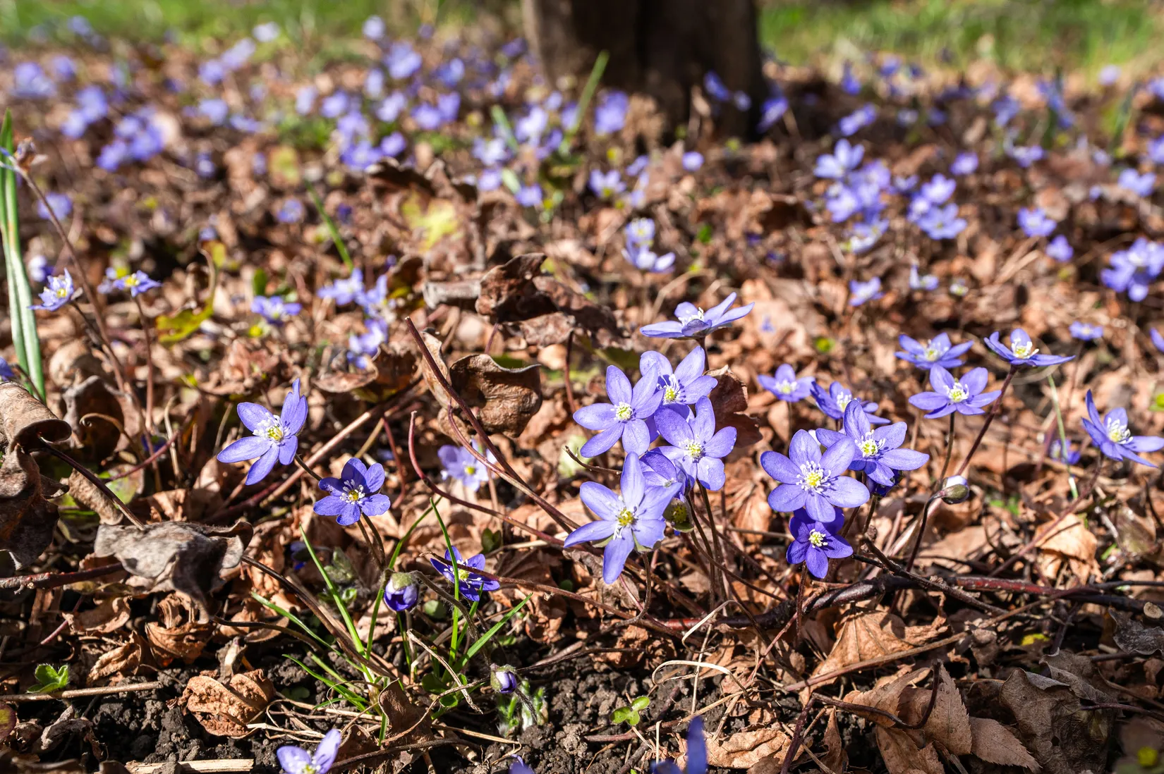 Villa, Radhus, Pärt-Antons gata 55, Påvelund, Göteborg