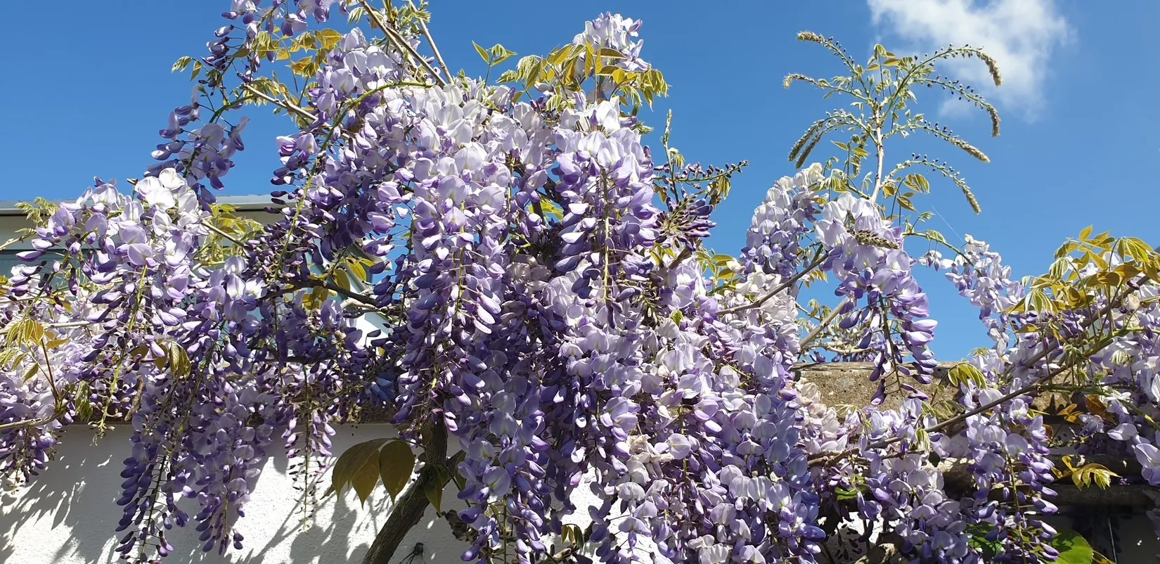 Villa, Radhus, Kryssgränd 37, Strandstaden, Lomma