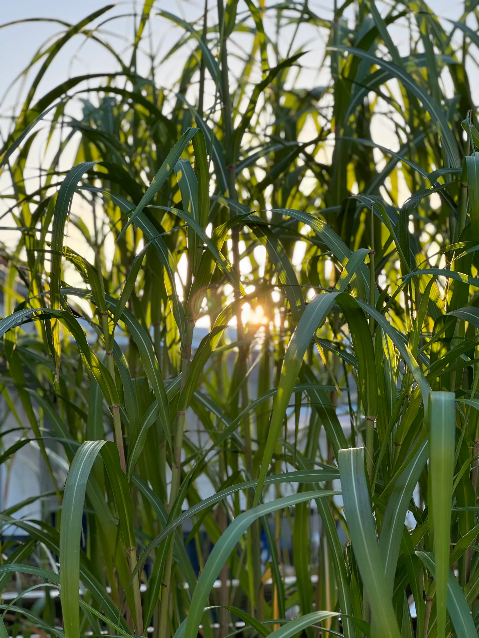 Villa, Tornspiregatan 14, Tygelsjö, Malmö