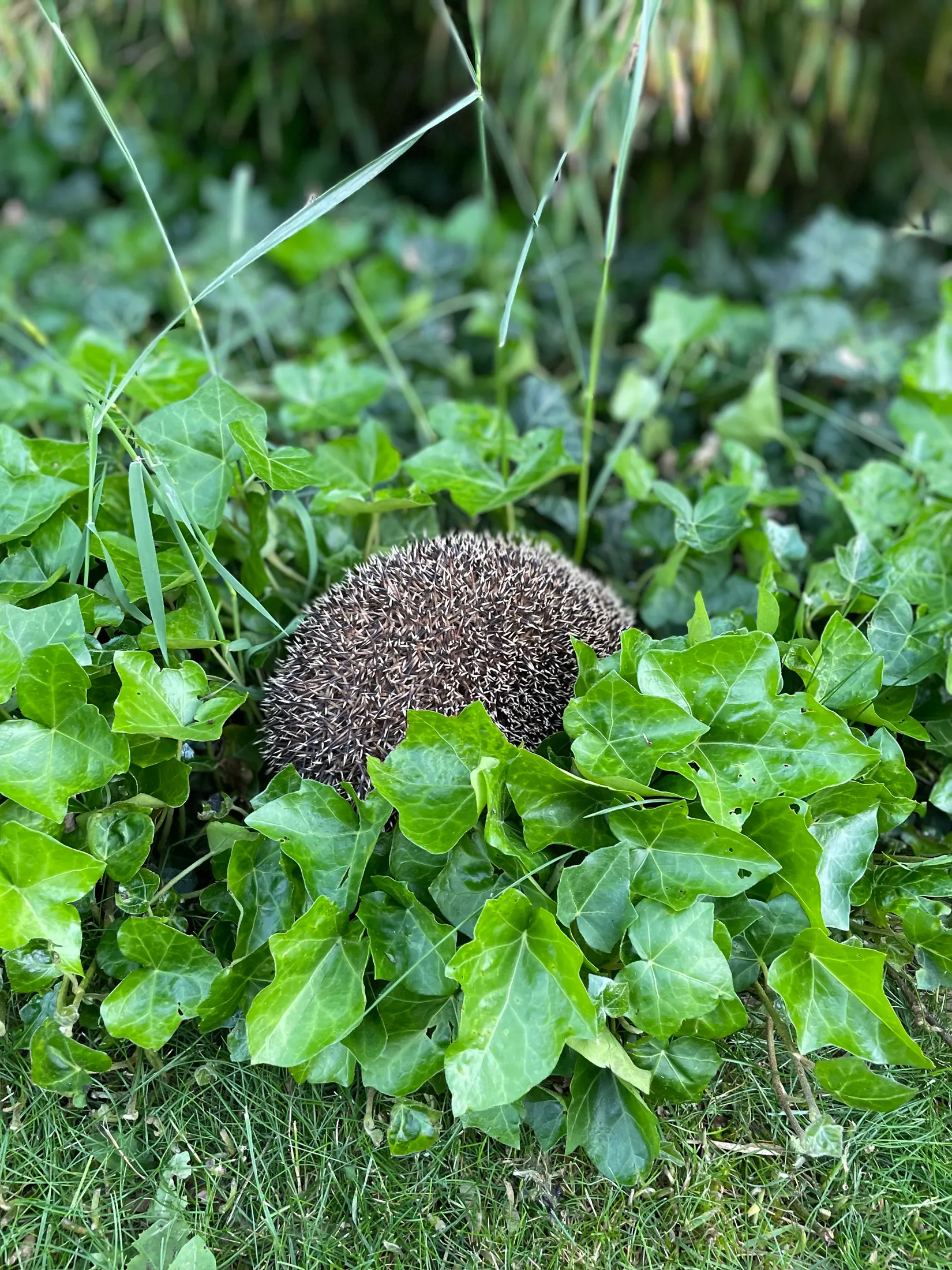 Villa, Tornspiregatan 14, Tygelsjö, Malmö