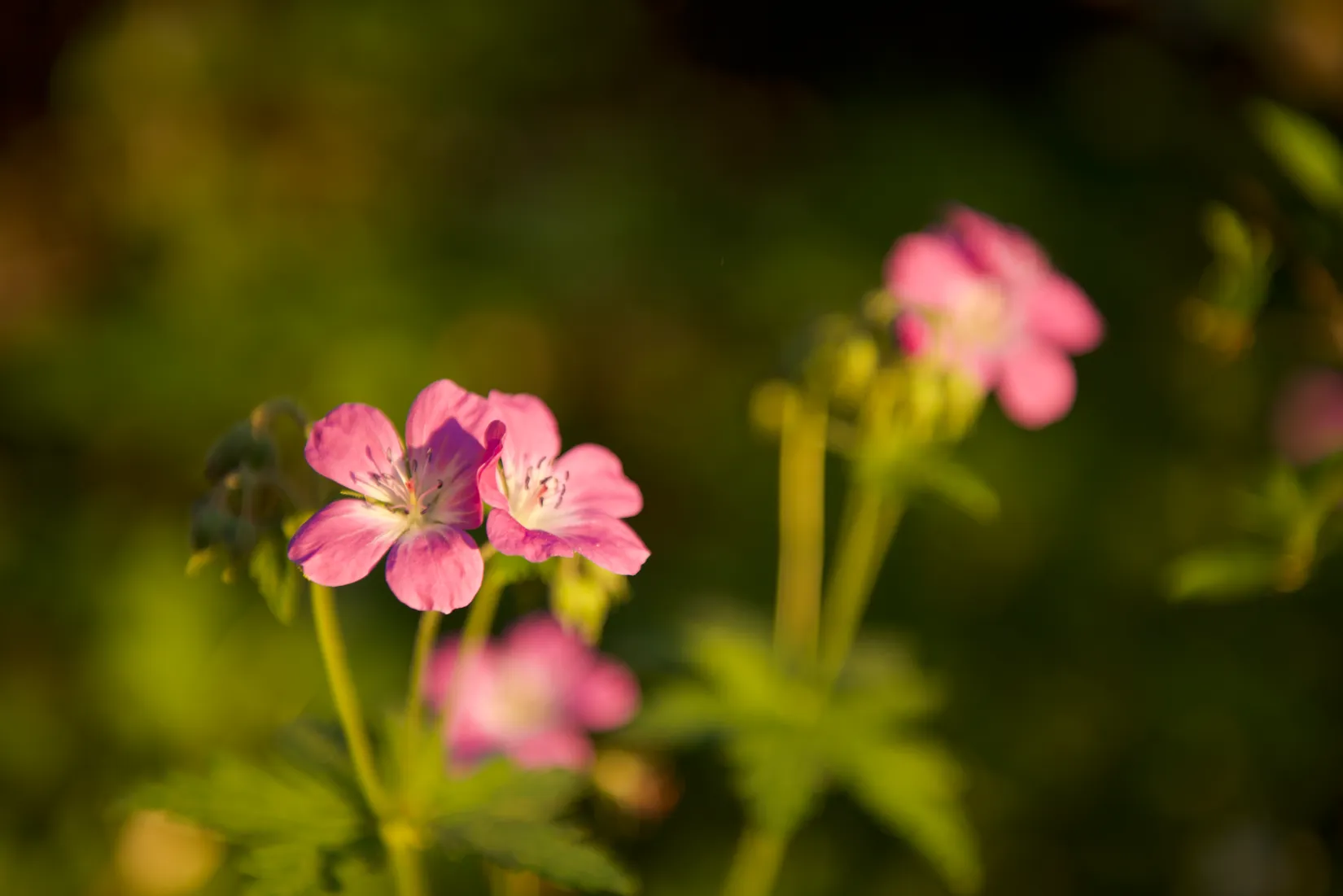Bostadsrätt, Myntbacken 19, Täljöviken, Österåker