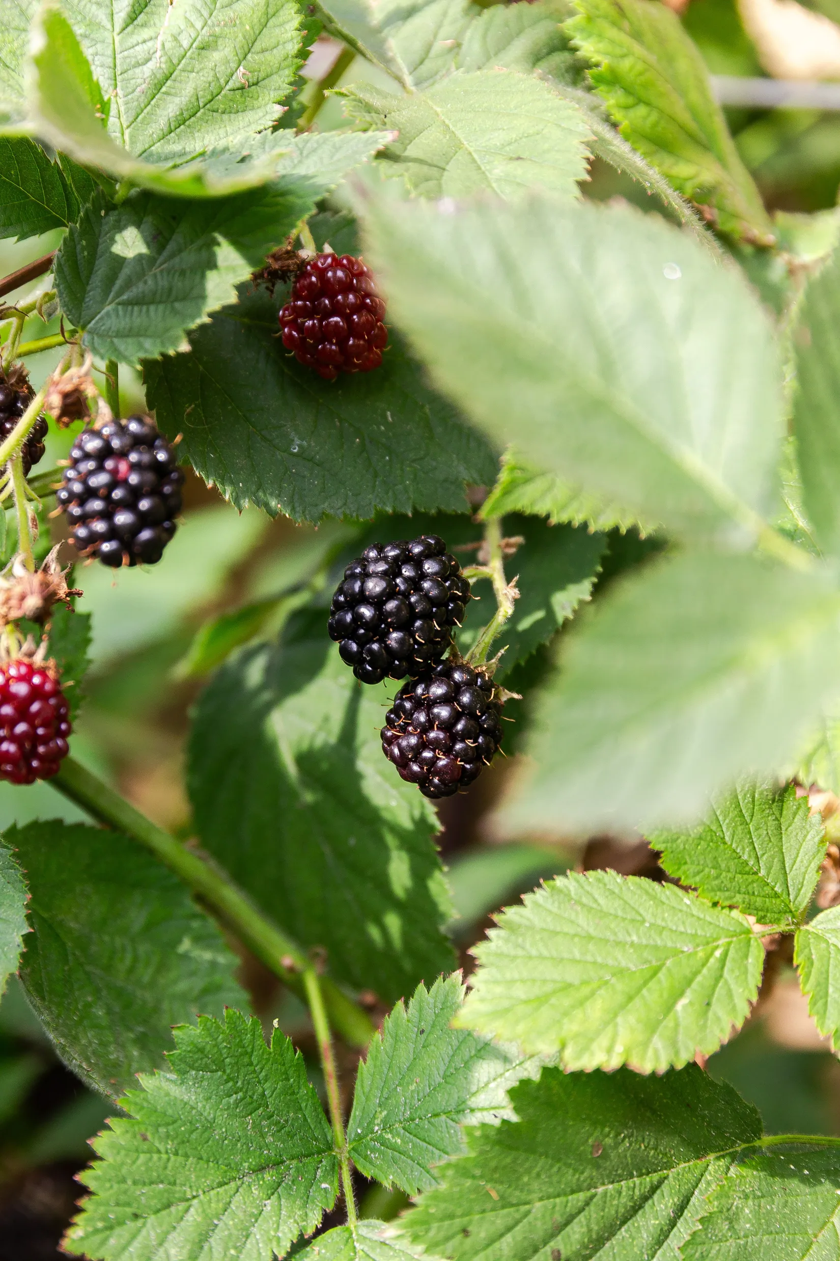 Villa,  Österkullen 1, Vikingstad, Linköping