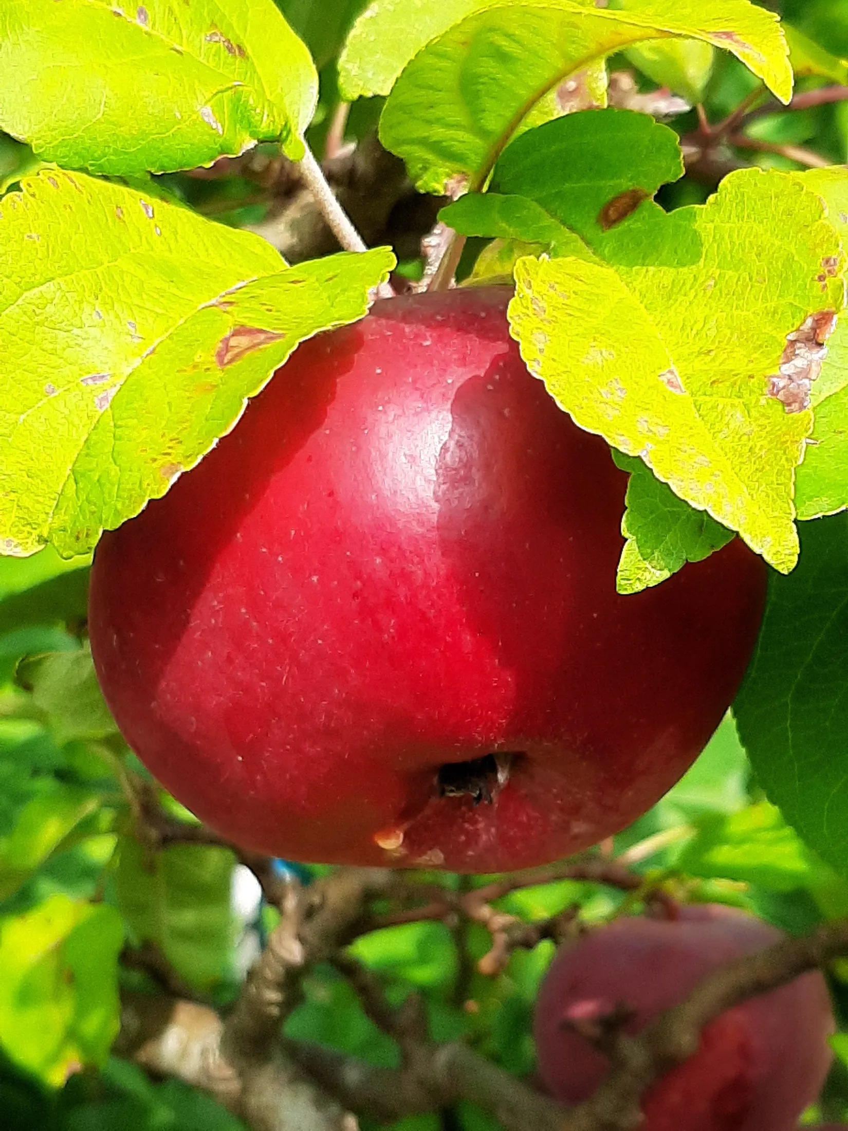 Villa, Dalavägen 3B, Rotebro/Gillbo, Sollentuna