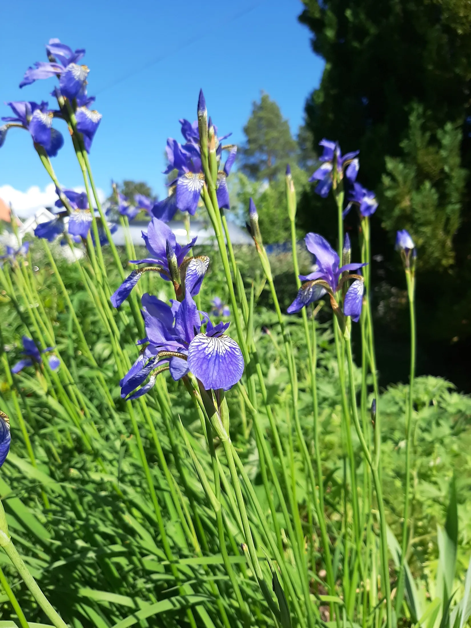 Villa, Dalavägen 3B, Rotebro/Gillbo, Sollentuna