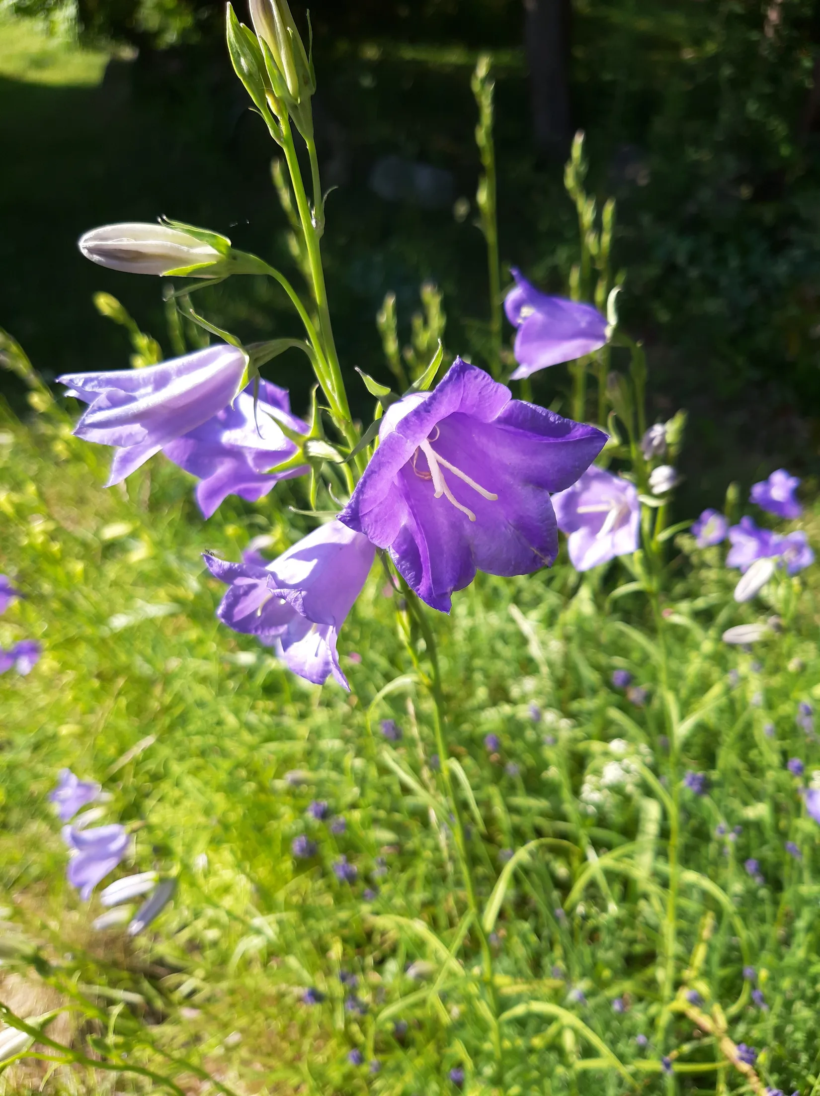 Villa, Dalavägen 3B, Rotebro/Gillbo, Sollentuna