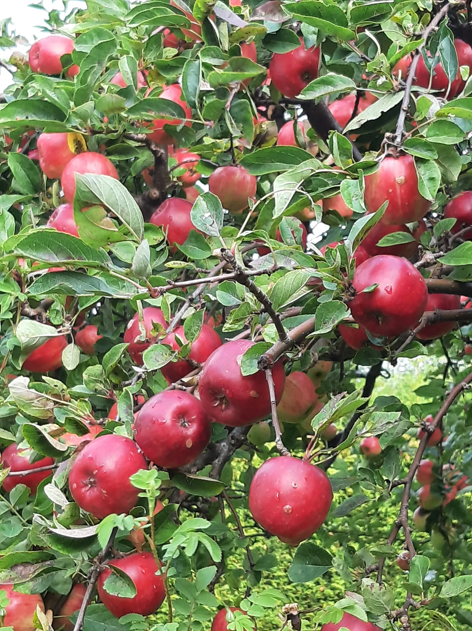 Villa, Dalavägen 3B, Rotebro/Gillbo, Sollentuna