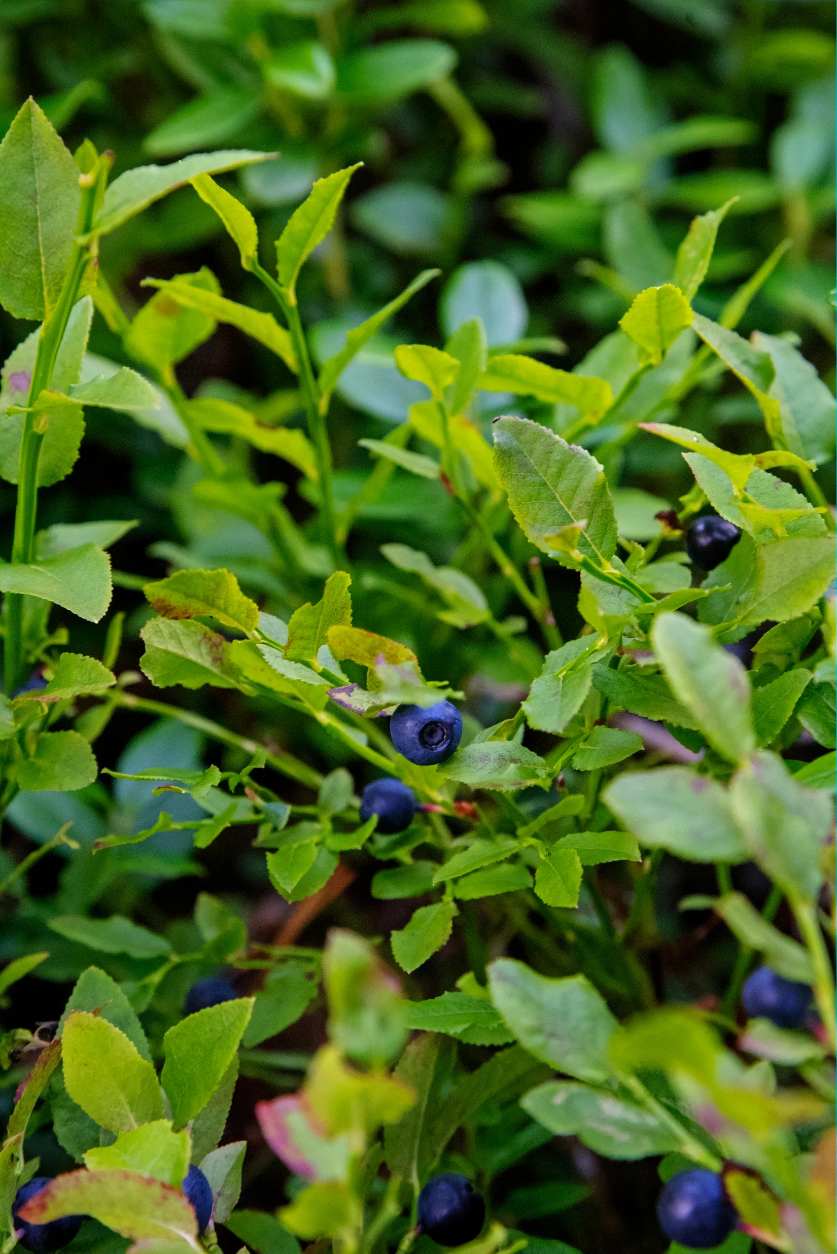 Fritidshus, Fredrikshall 44, Hundsjön/Tavelsjö, Umeå