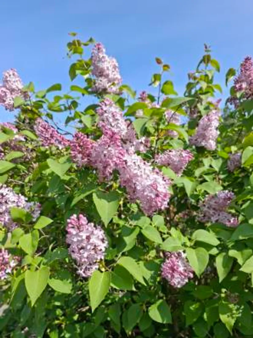 Villa, Gissjö 408, Ånge