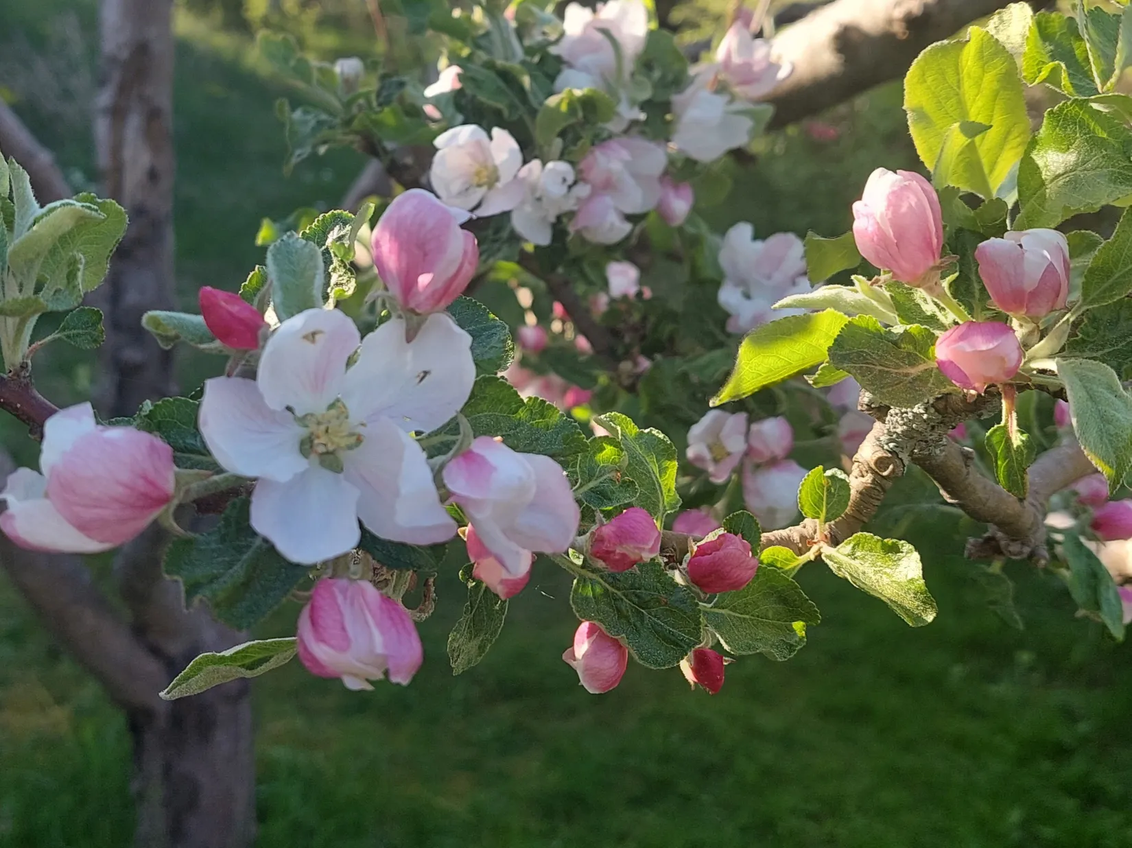 Villa, Tennisvägen 2, Grännäs, Valdemarsvik