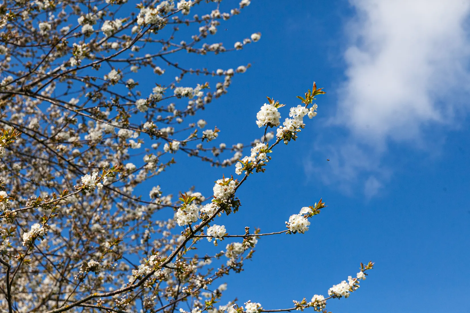 Bostadsrätt, Finngatan 6, Höganäs