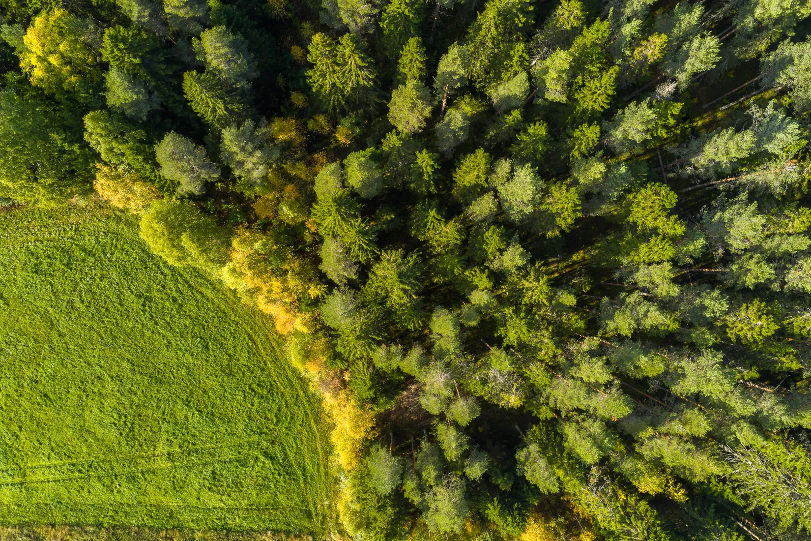 Gård/Skog, Ljusvattnet 291, Ljusvattnet, Skellefteå