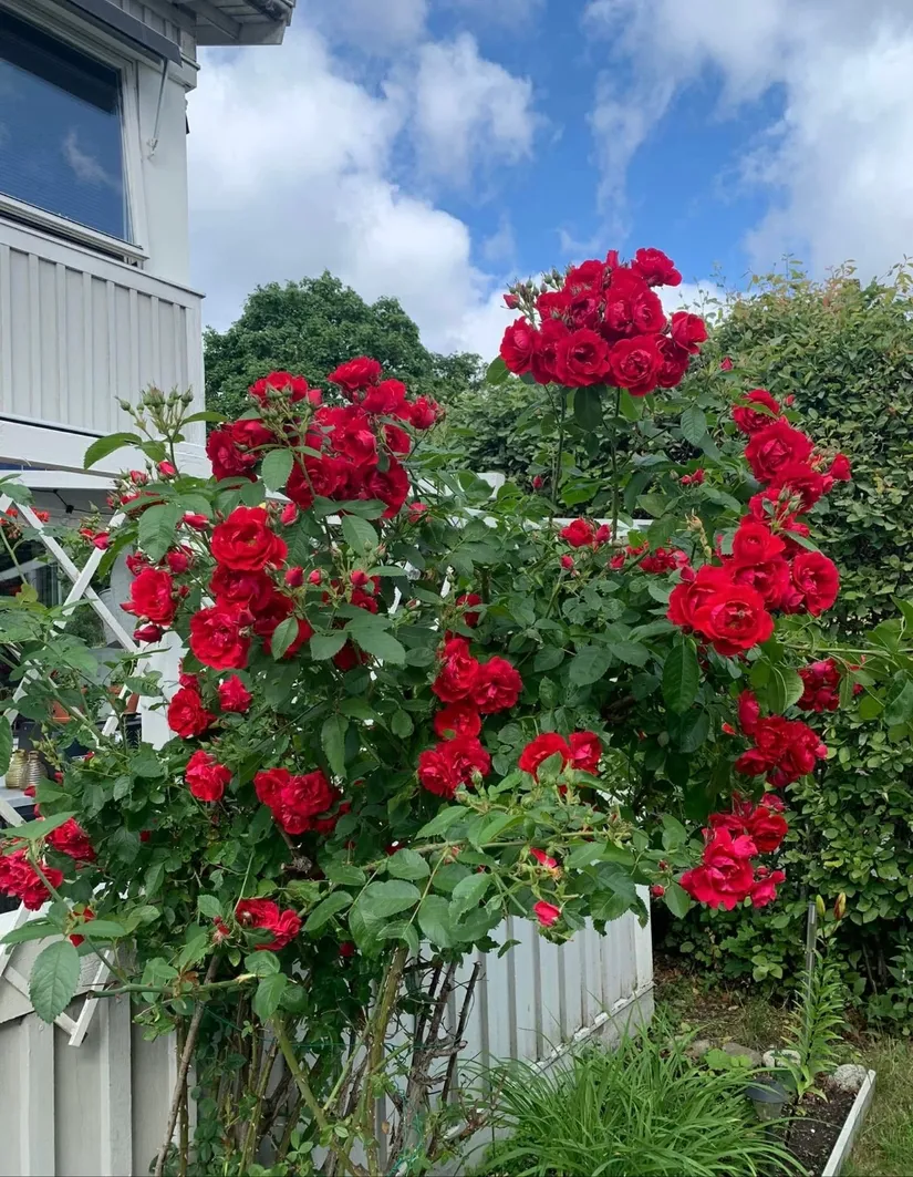 Bostadsrätt, Svärdlångsvägen 7, Årsta, Stockholm