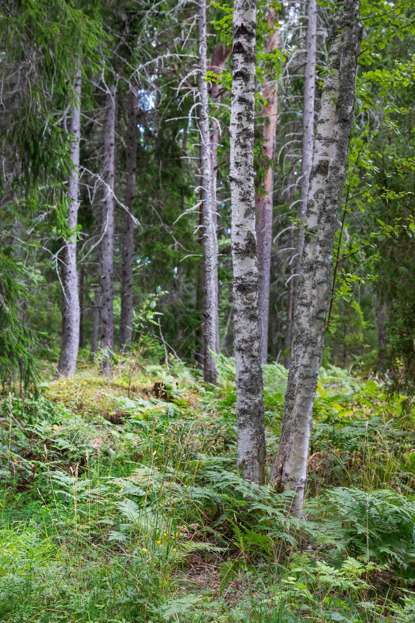 Fritidshus, Öster-Mörtarö 113, Öster-Mörtarö, Gräsö, Östhammar