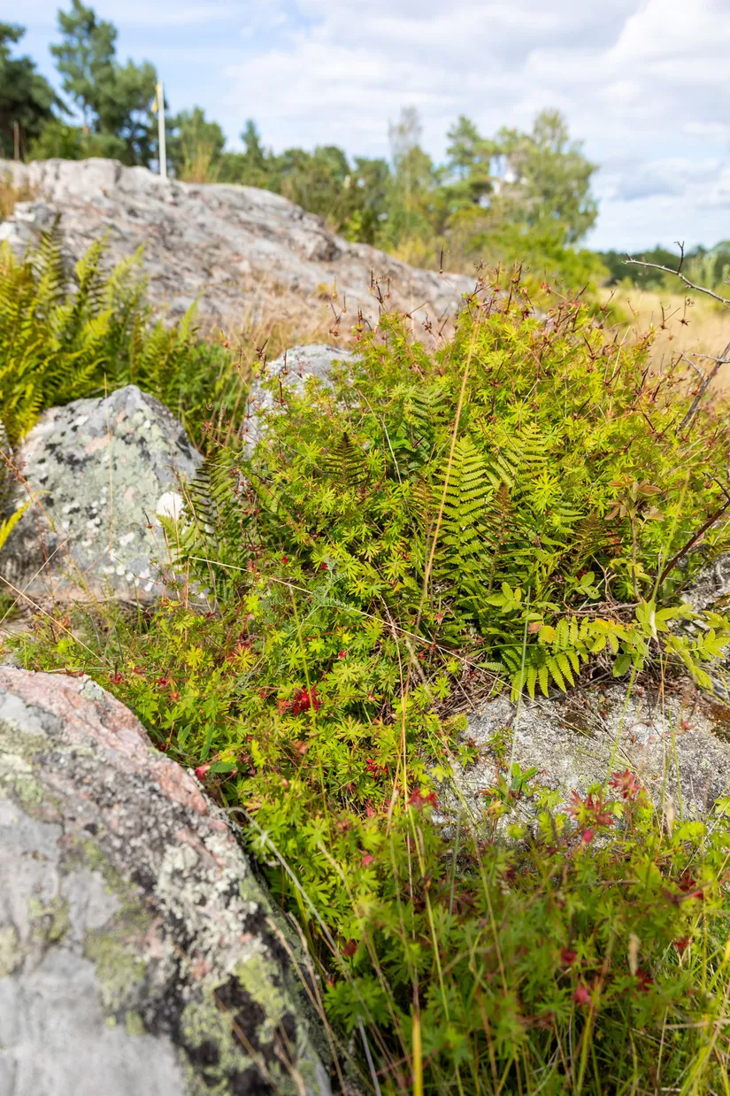 Fritidshus, Öster-Mörtarö 113, Öster-Mörtarö, Gräsö, Östhammar