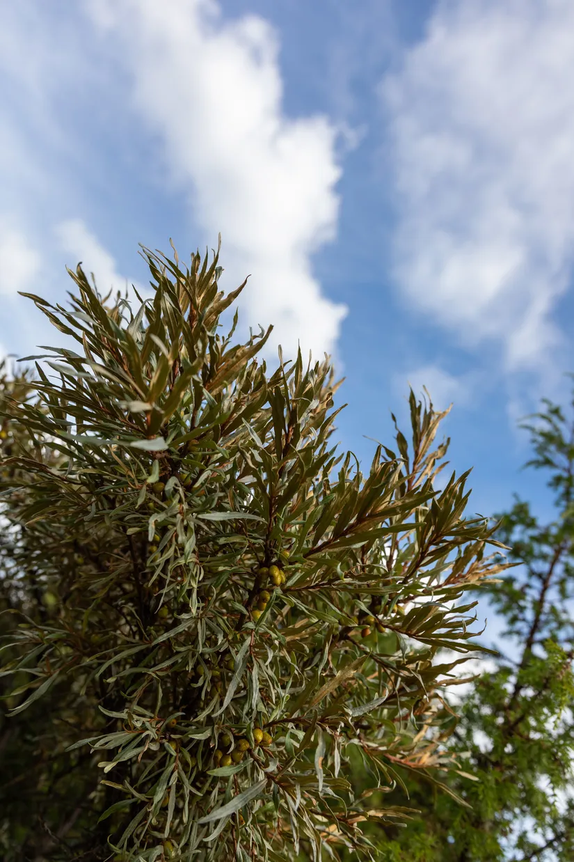 Fritidshus, Öster-Mörtarö 113, Öster-Mörtarö, Gräsö, Östhammar
